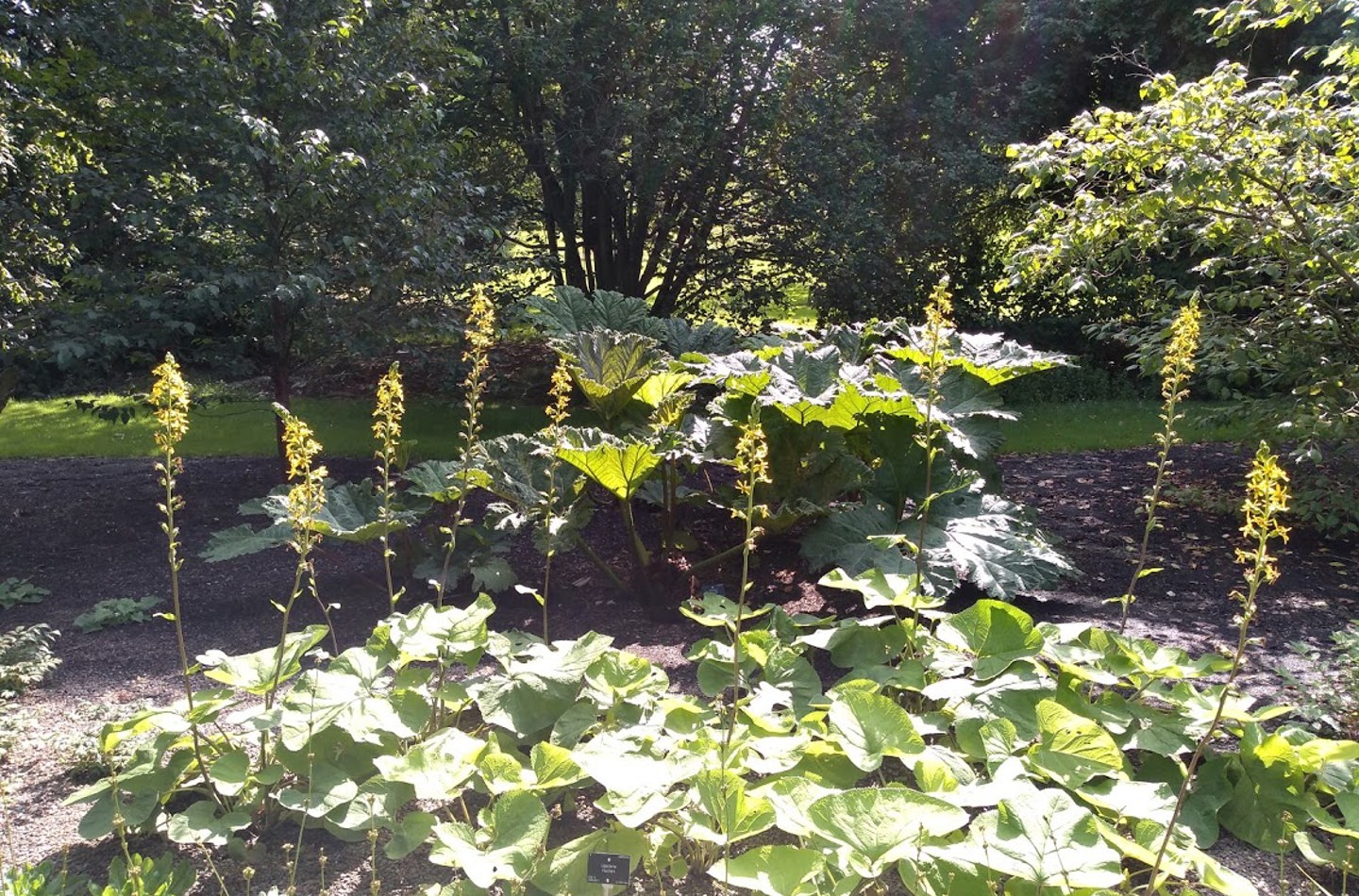 Ligularia fischeri  and Gunnera manicata in the Raingarden (2019)