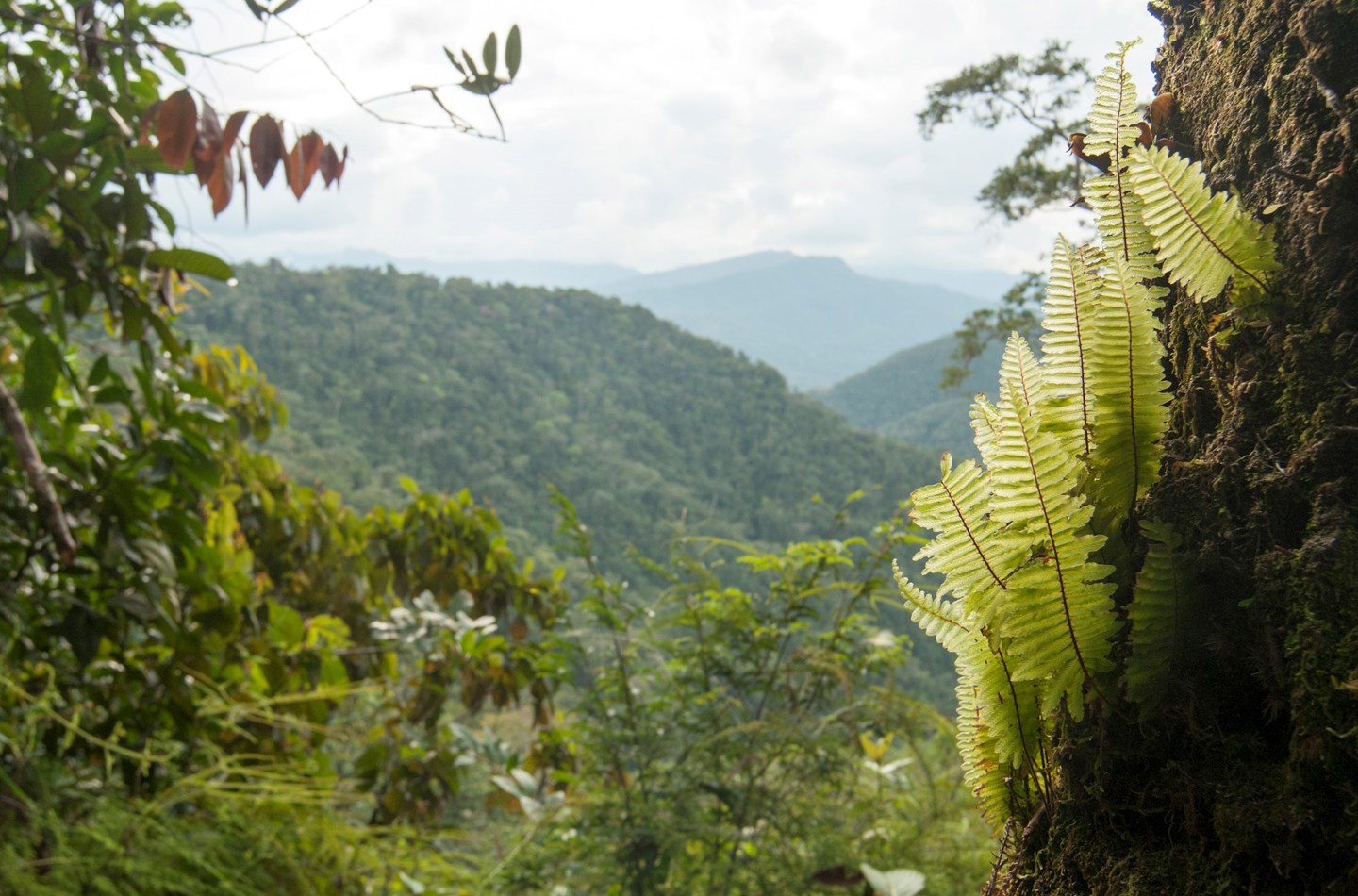 Pristine Amazon rainforest seen during a 2016 RBGE expedition