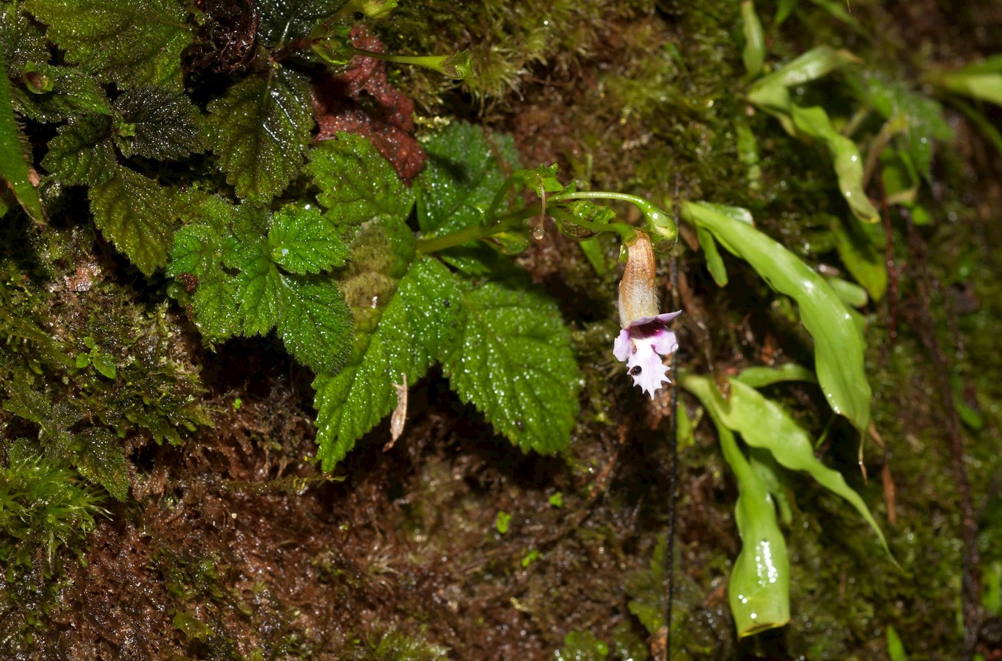 Diastema fimbratiloba (Moonlight & J.L.Clark), a species of Amazonian Gesneriaceae