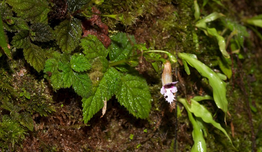 Diastema fimbratiloba (Moonlight & J.L.Clark), a species of Amazonian Gesneriaceae