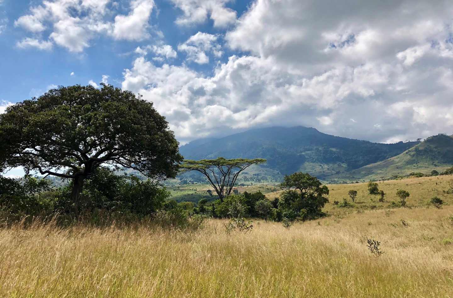 Savanna in Africa