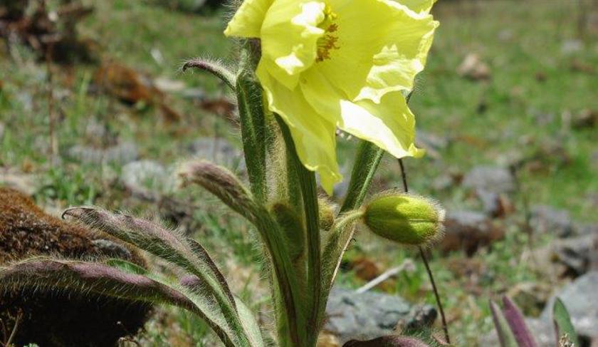 Meconopsis integrifolia in Yunnan, south-west China
