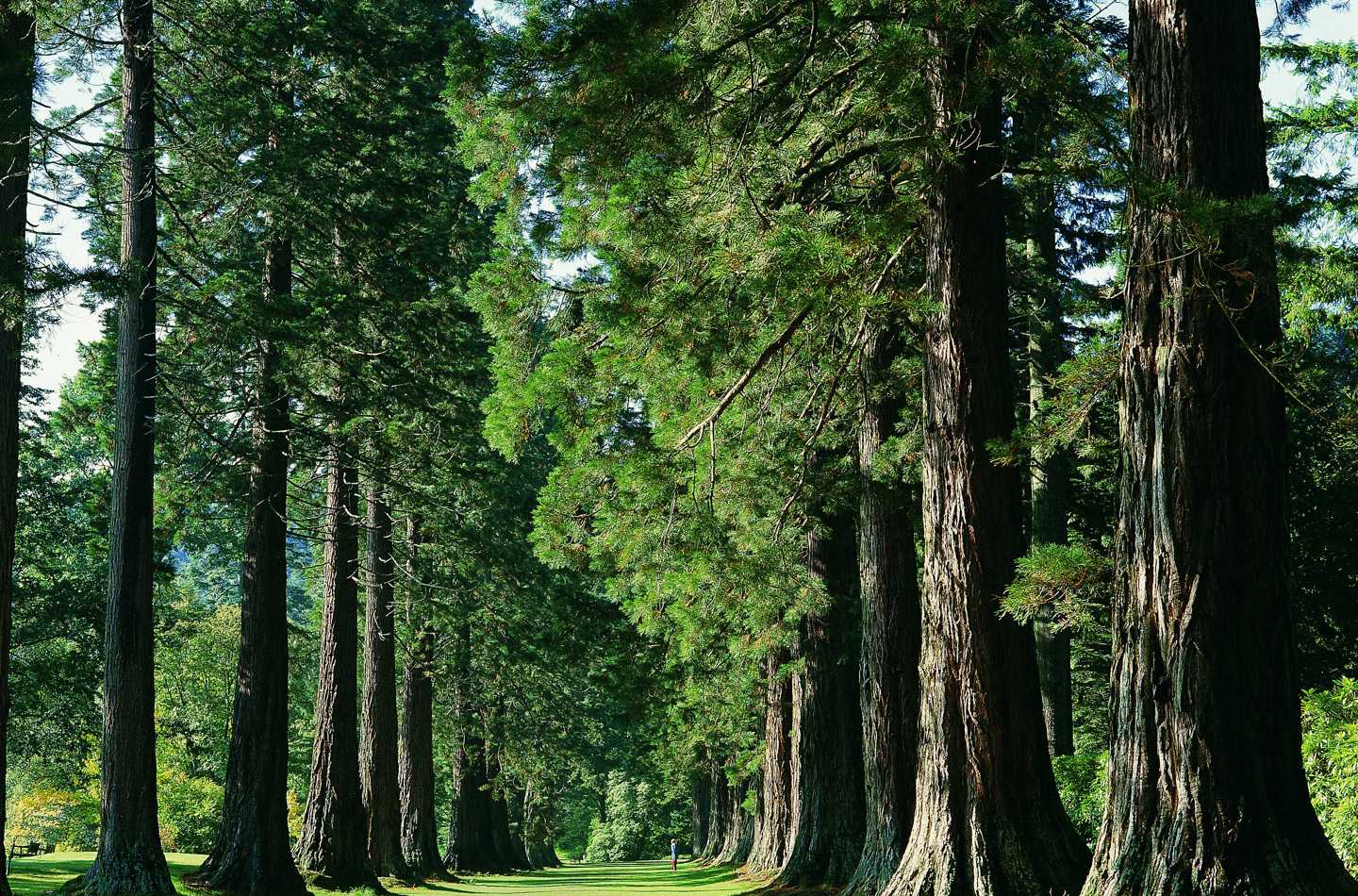 Redwood Avenue, Benmore
