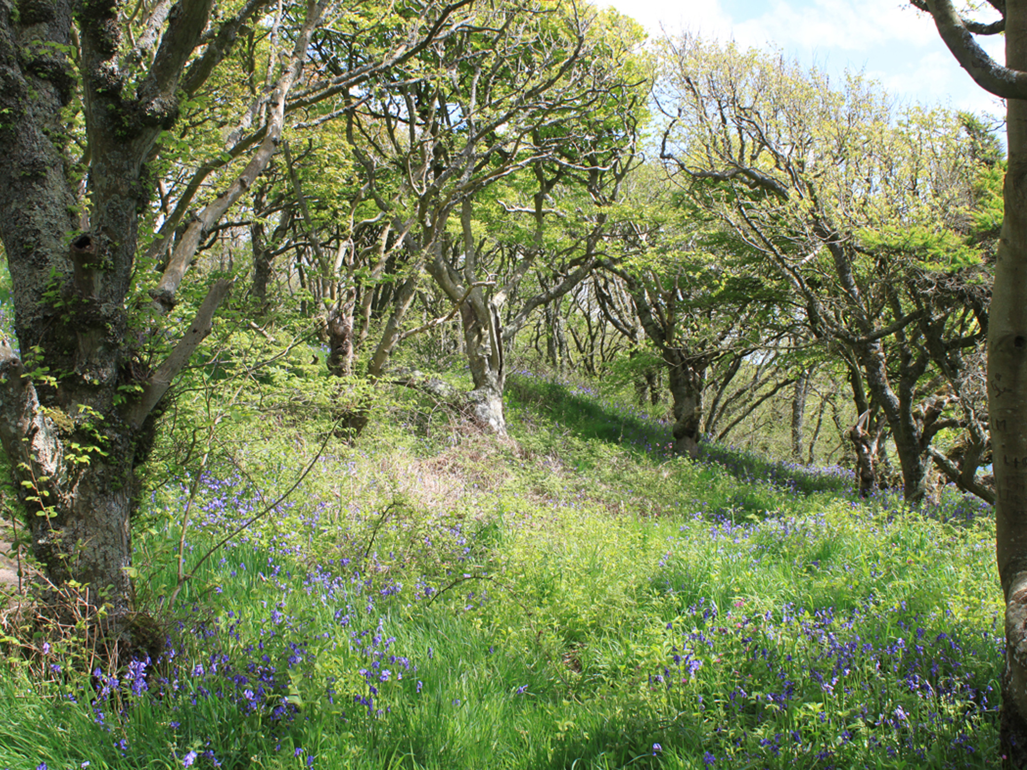 Scottish woodland