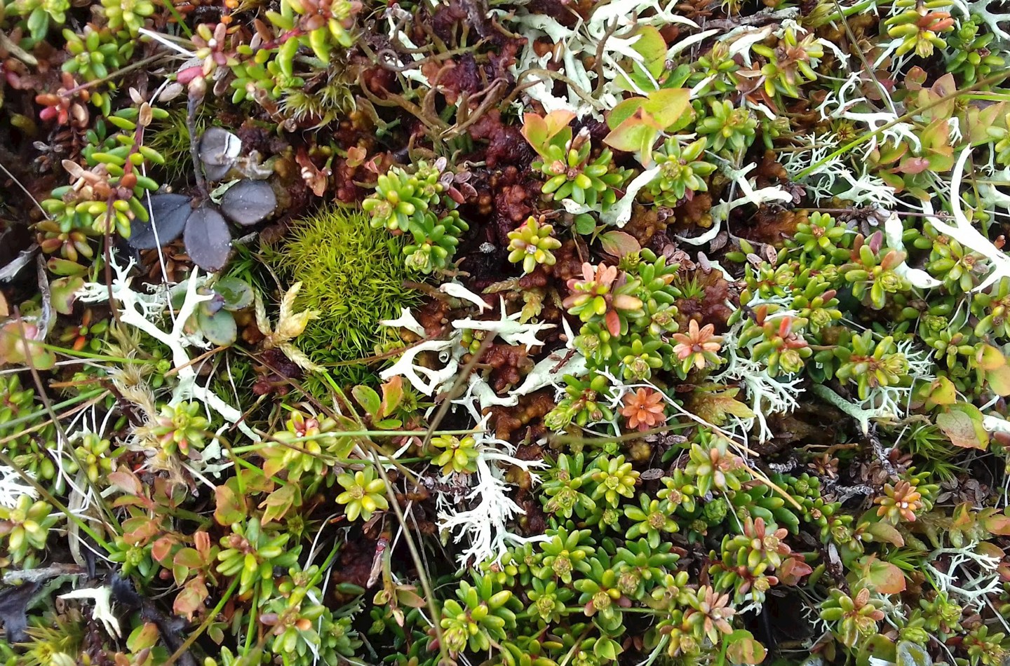 lichen from the Arctic Tundra