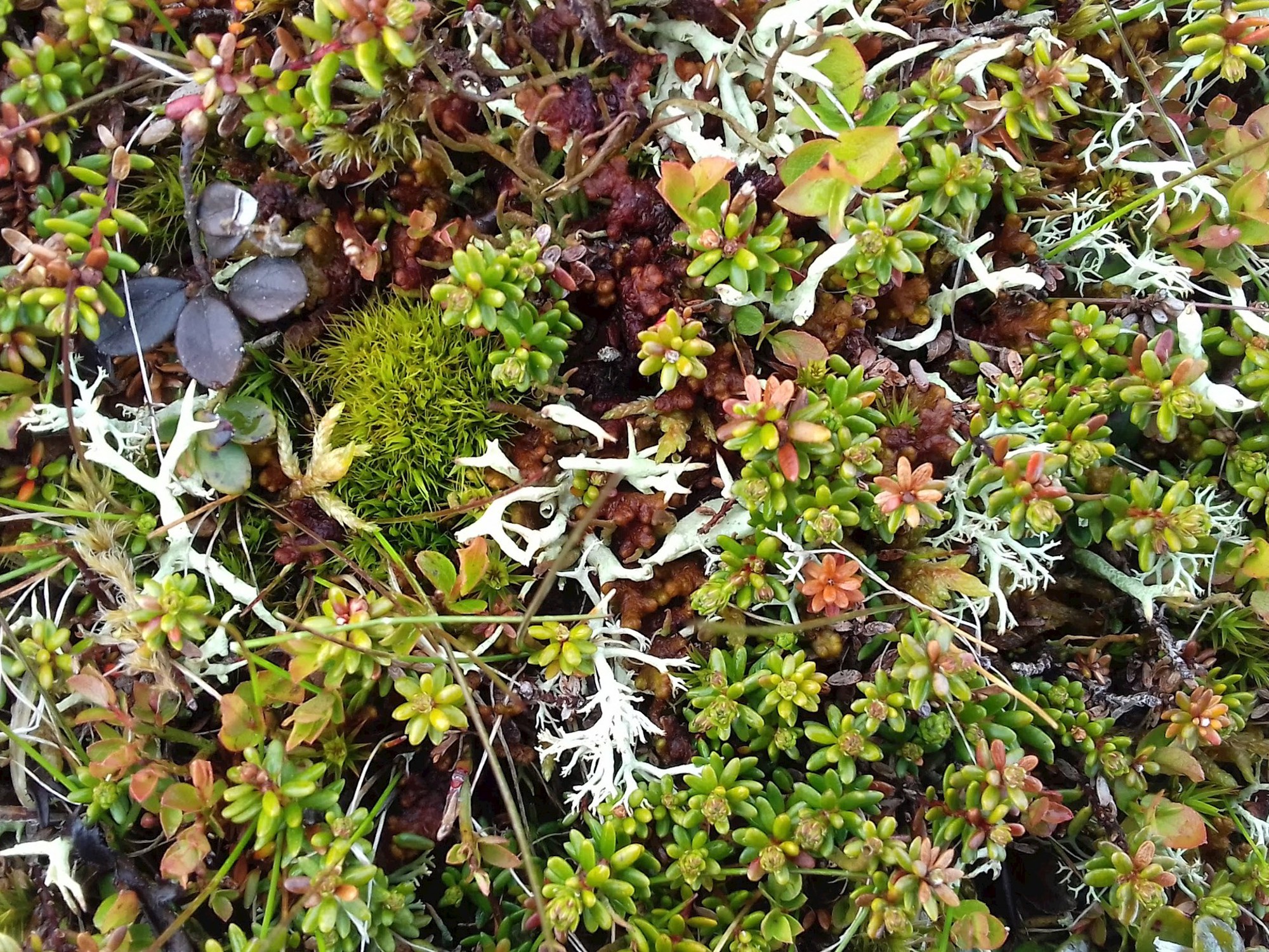 lichen from the Arctic Tundra