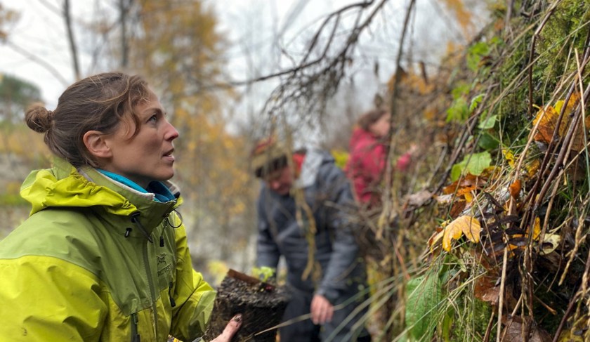 RBGE Conservation Scientist Dr Aline Finger Planting Alpine Blue Sowthistle At Braemar