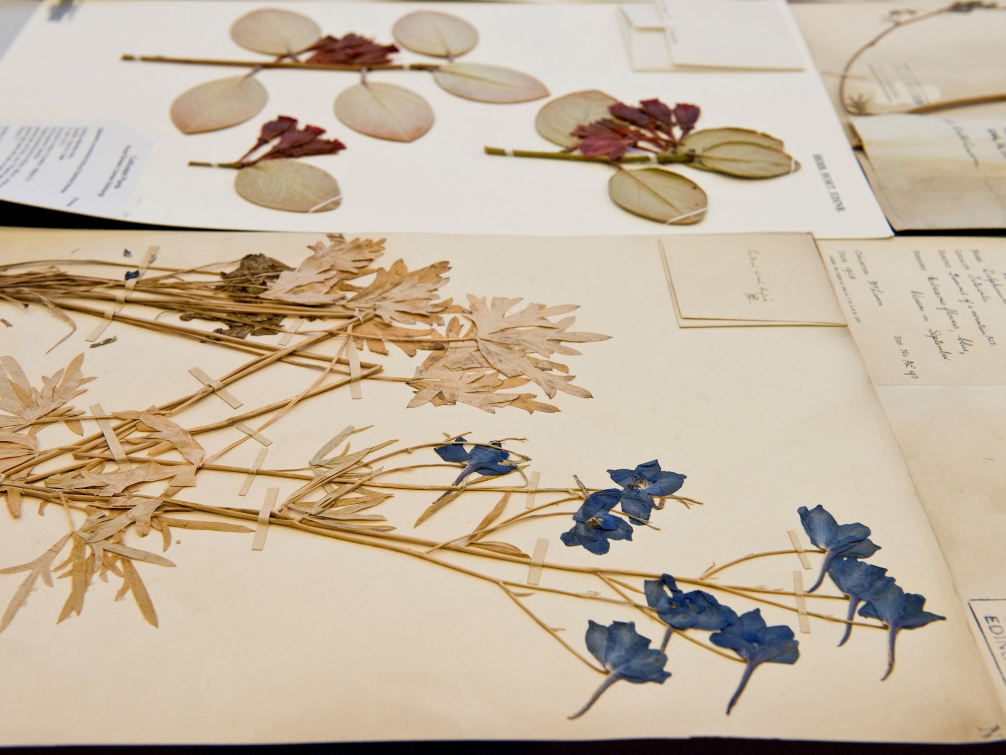 Herbarium specimens laid out