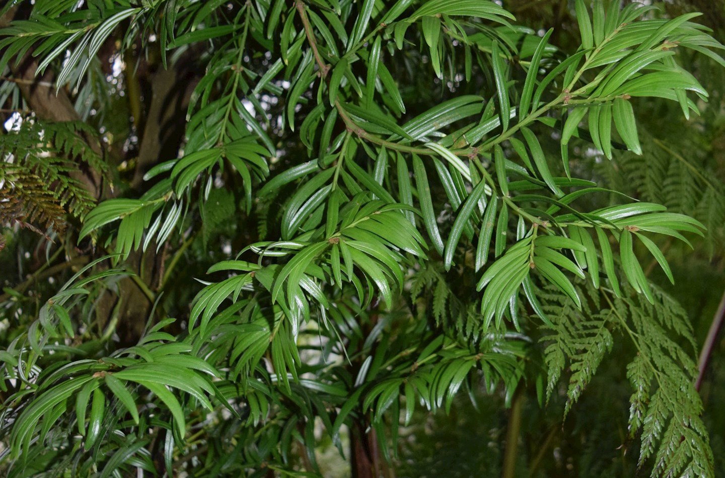 A specimen of Amentotaxus grown in Edinburgh