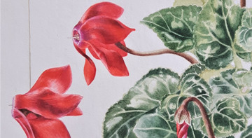 Painting of red cyclamen plant