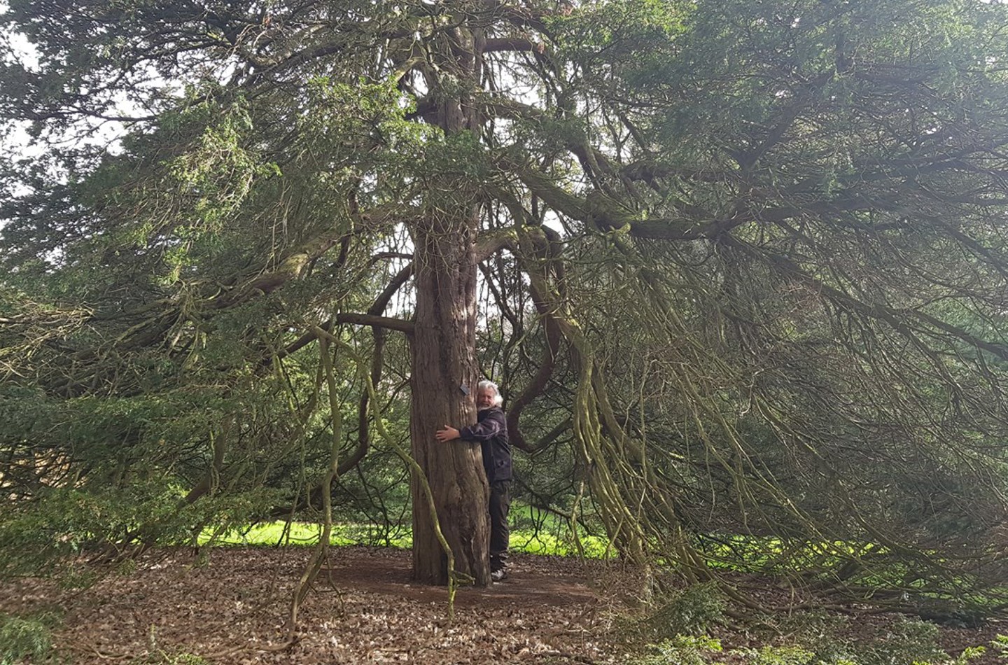 David hugs large tree