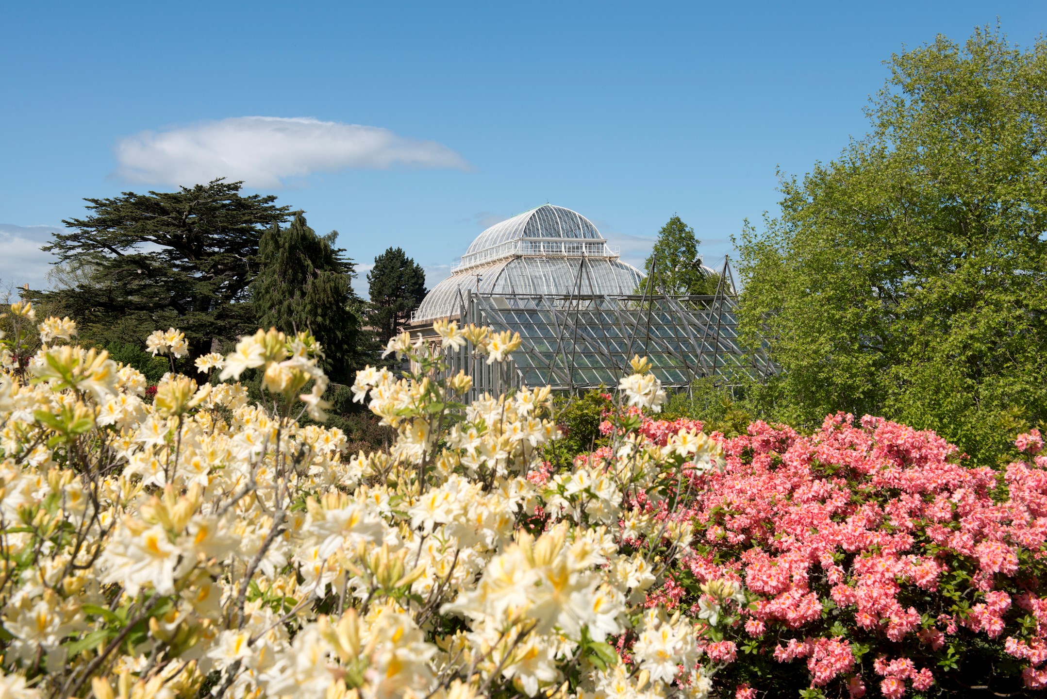 Donate to our appeals Royal Botanic Garden Edinburgh
