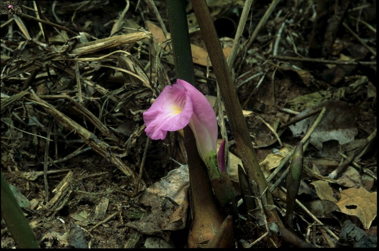 Pink flower of Aframomum thonneri