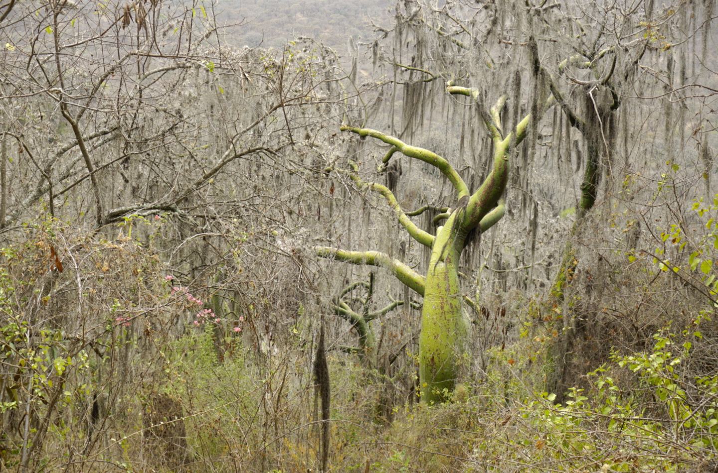 Tropical Dry Forest in the north of Peru. Ceiba trichastandra is an enigmatic species found only in the Dry Forests of Ecuador and Peru.