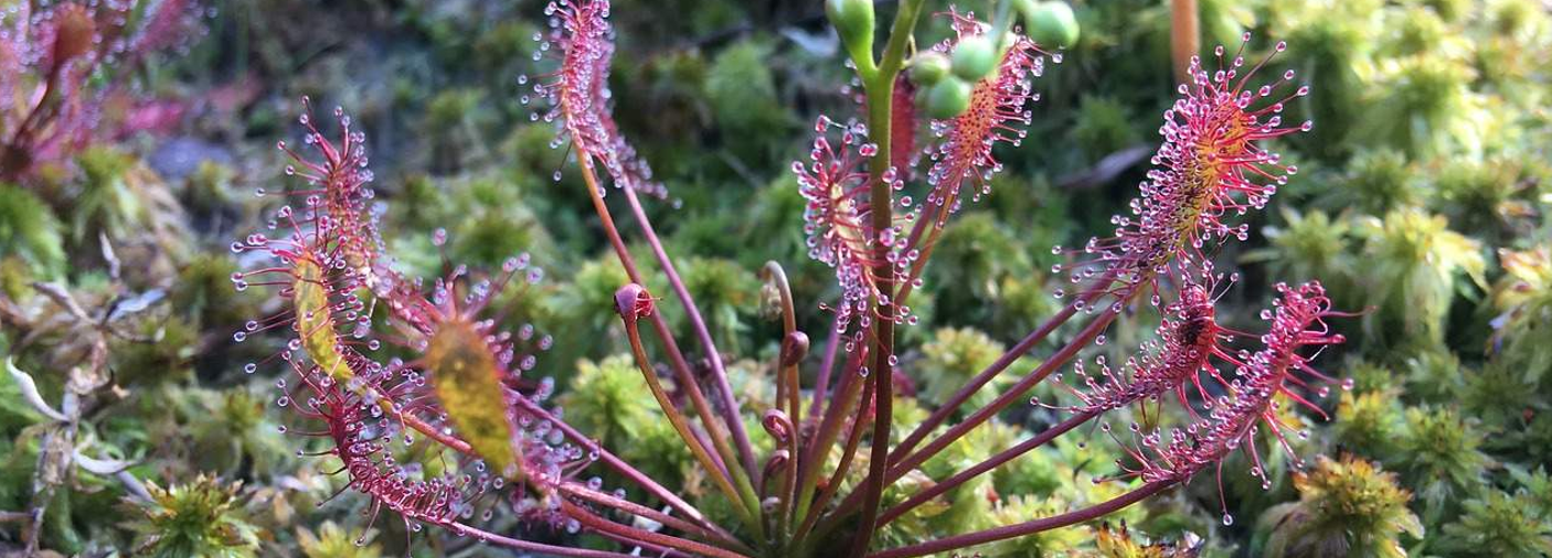 A pink/purple plant with long purple stems with 'tentacles' circling the stem towards the end
