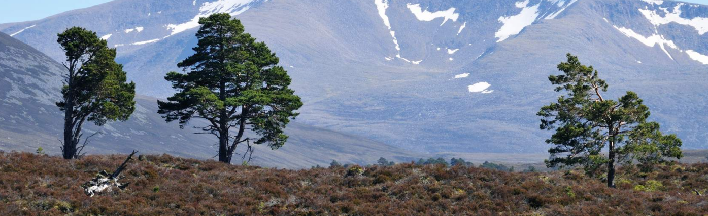 A view of the Cairngorm mountains dappled in snow in areas with 3 Scots pine tress in the foreground on heather covered land