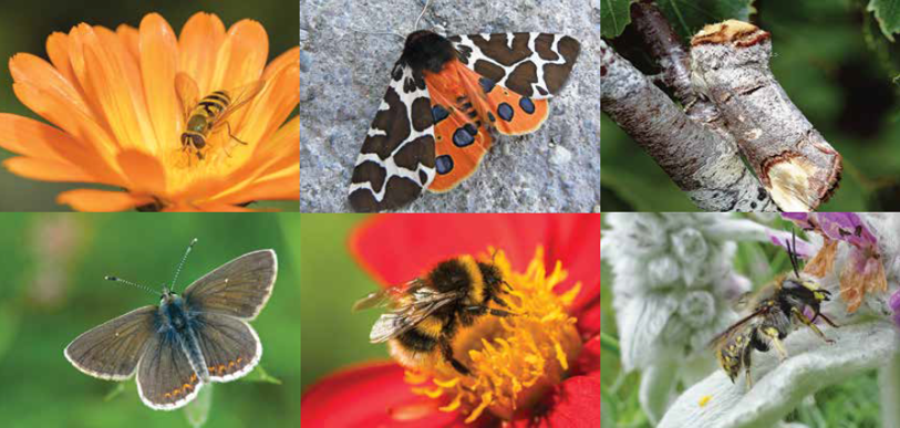 A selection of 6 pollinators: A 2striped insect with 2  wings, an insect with 4 large wings with brown and orage markings, a short stick, an insect with 4 brown wings, a hairy round bee and a small bee with yellow dots on body