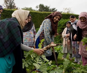 A group of women harvest vegetables