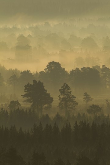 a view over pine forest at dusk