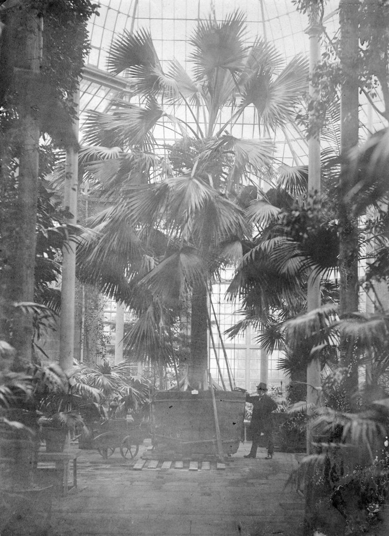black and white photo of a man standing next to a potted palm tree in a glasshouse