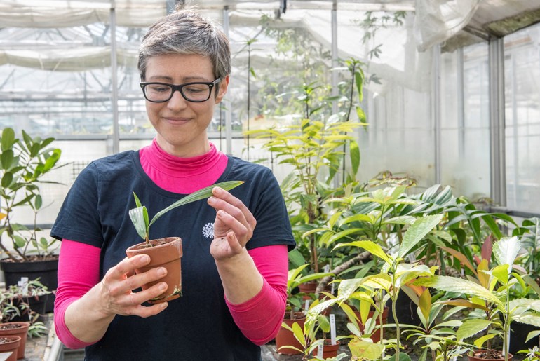 Inside a glasshouse, a horticulturist holds a small potted plant