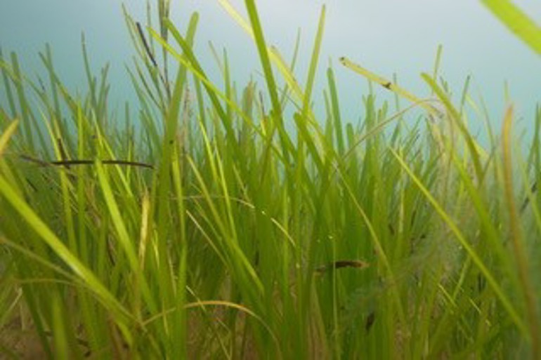 A view of seagrasses underwater