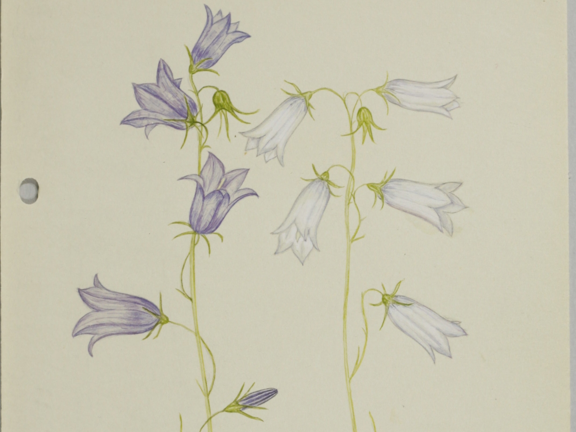 Harebell, Jane Wisely