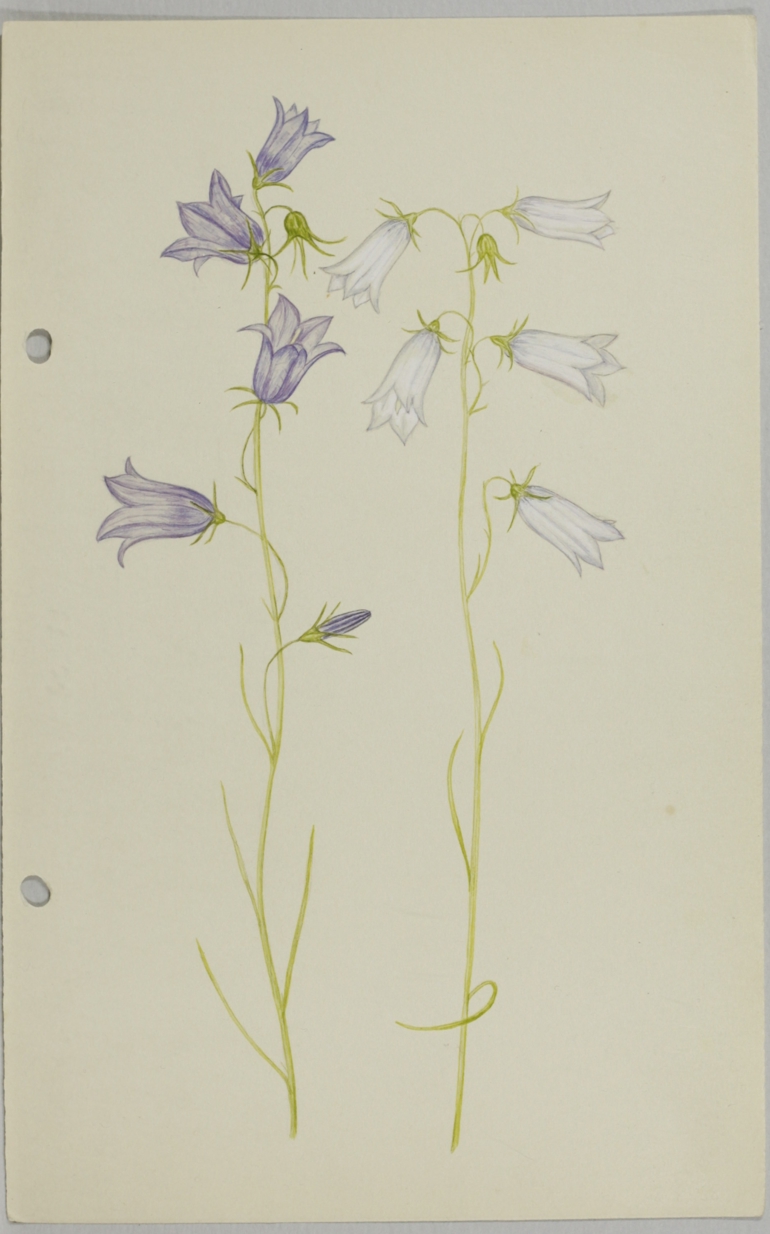 Harebell, Jane Wisely
