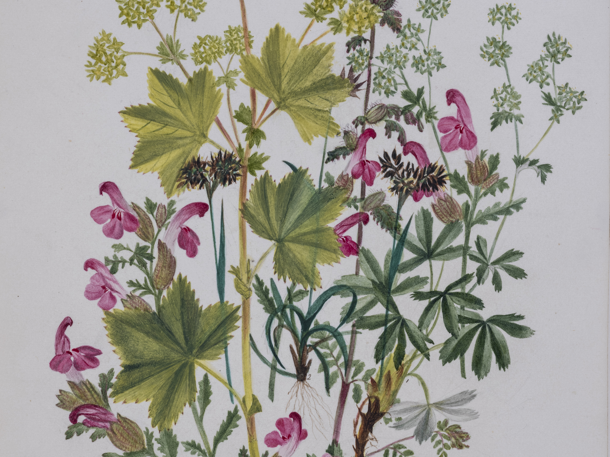Alpine Lady's Mantle, Charlotte Cowan Pearson