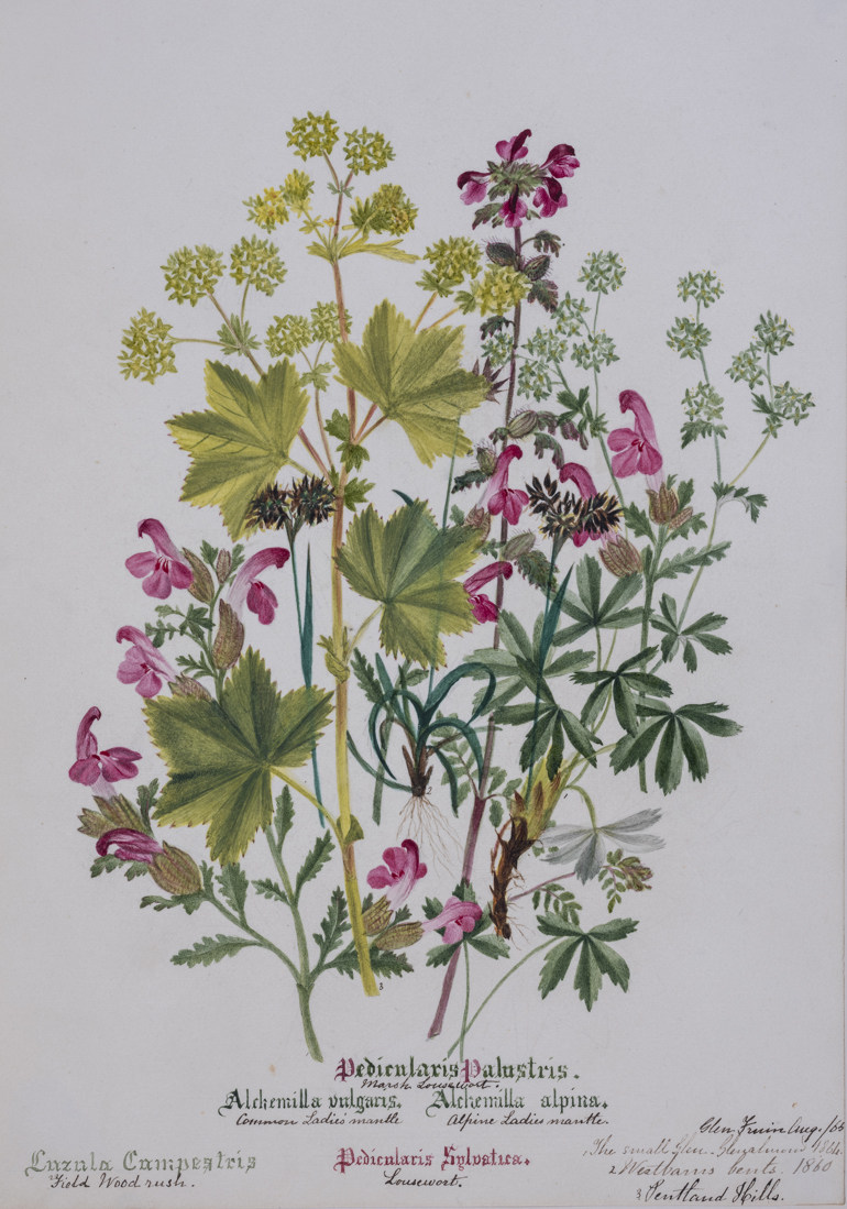 Alpine Lady's Mantle, Charlotte Cowan Pearson