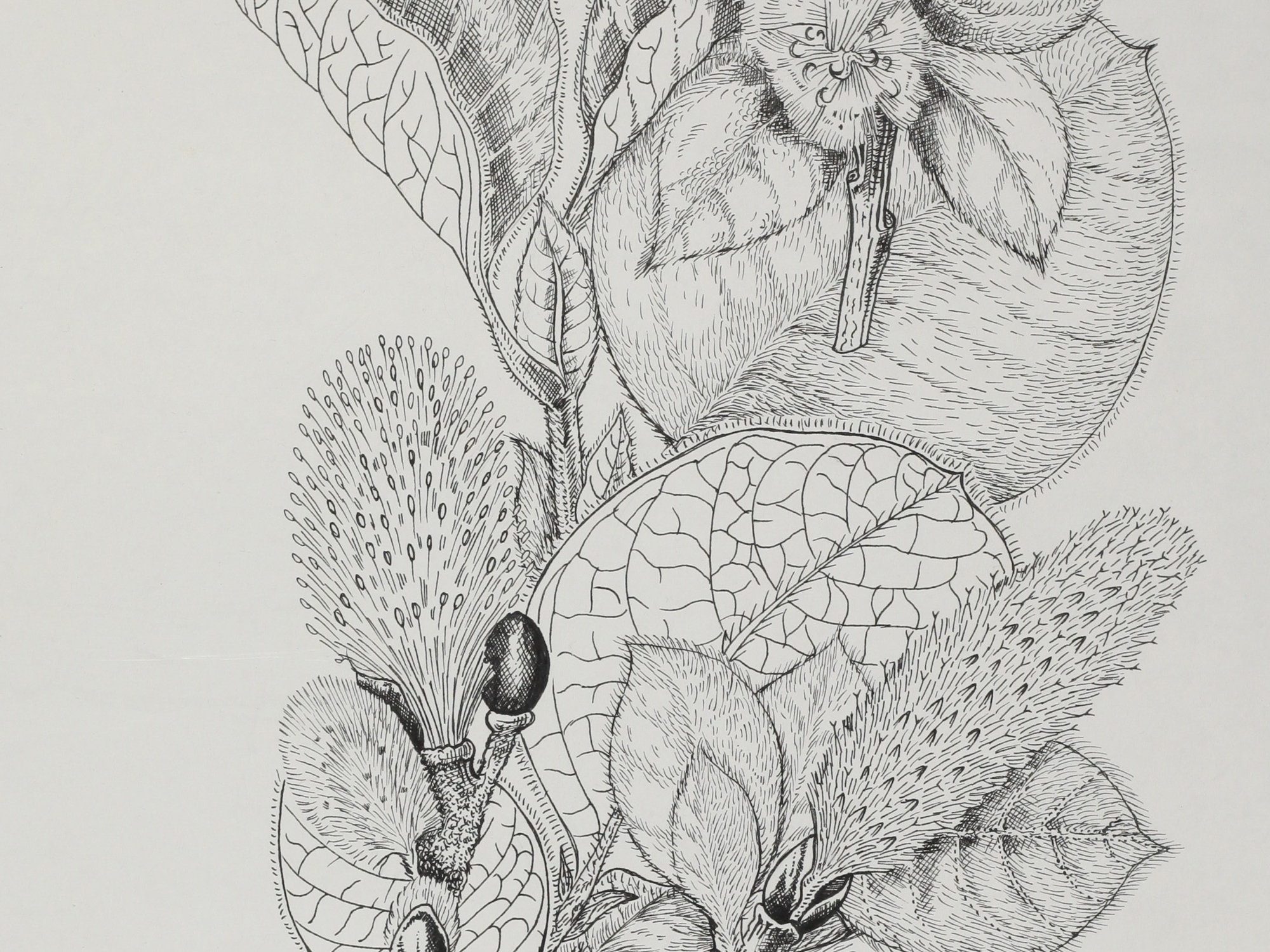 Woolly Willow, Mary Mendum