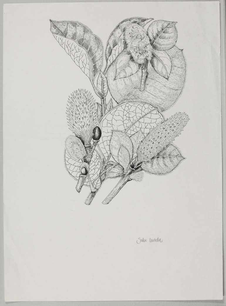 Woolly Willow, Mary Mendum