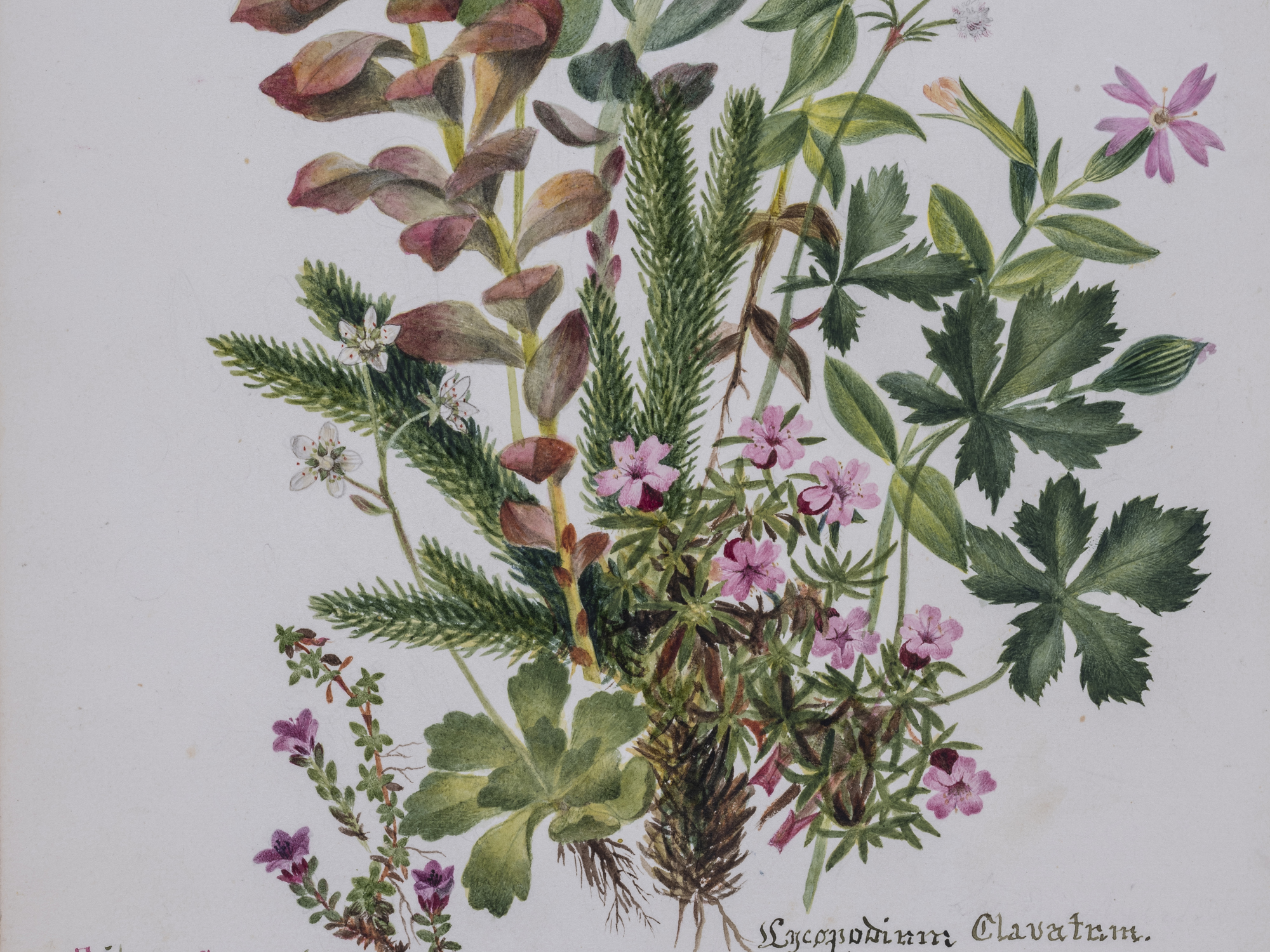 Purple Saxifrage, Charlotte Cowan Pearson