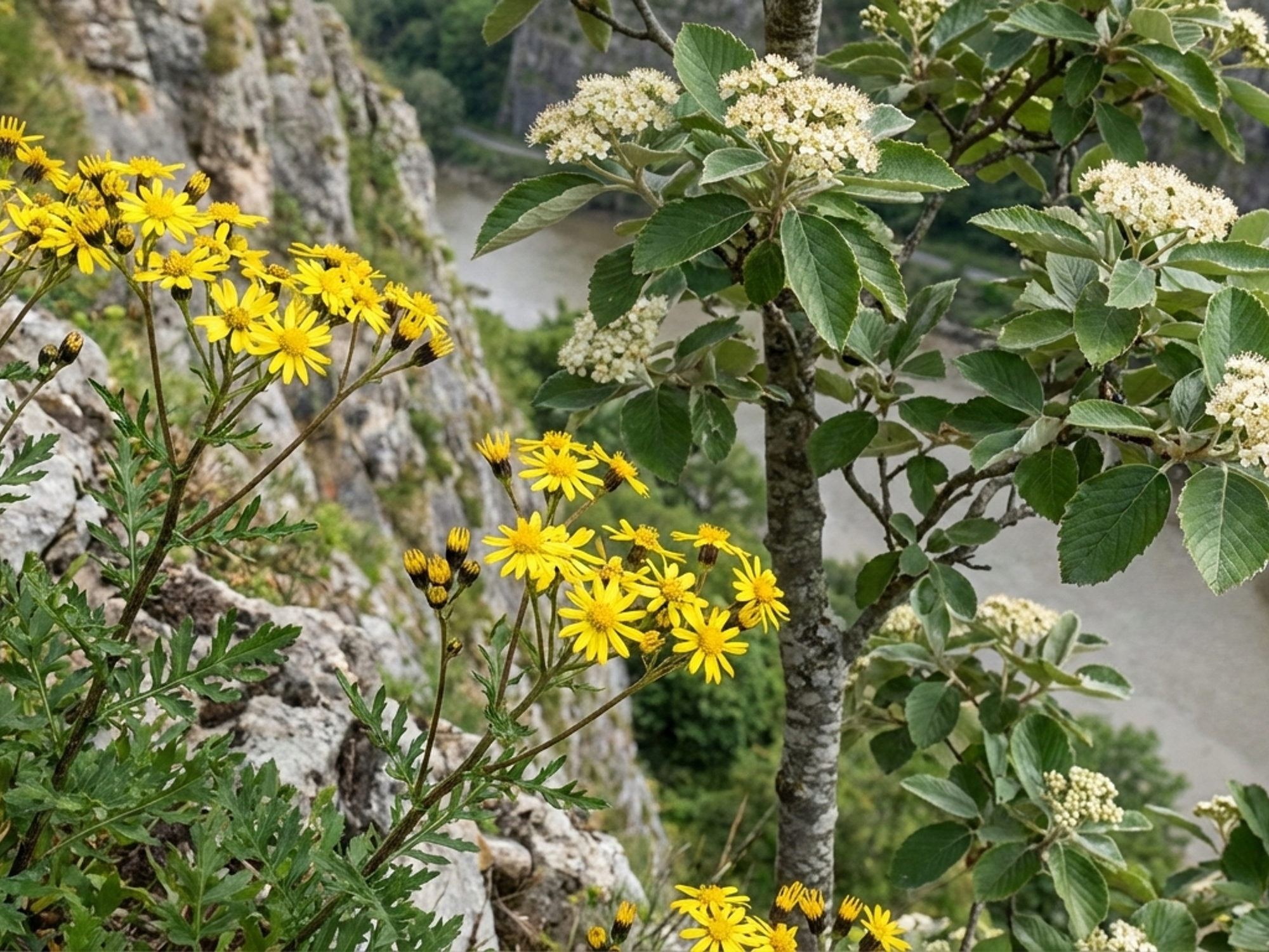 A collection of ragwort and bristol whitebeam over looking a cliff side
