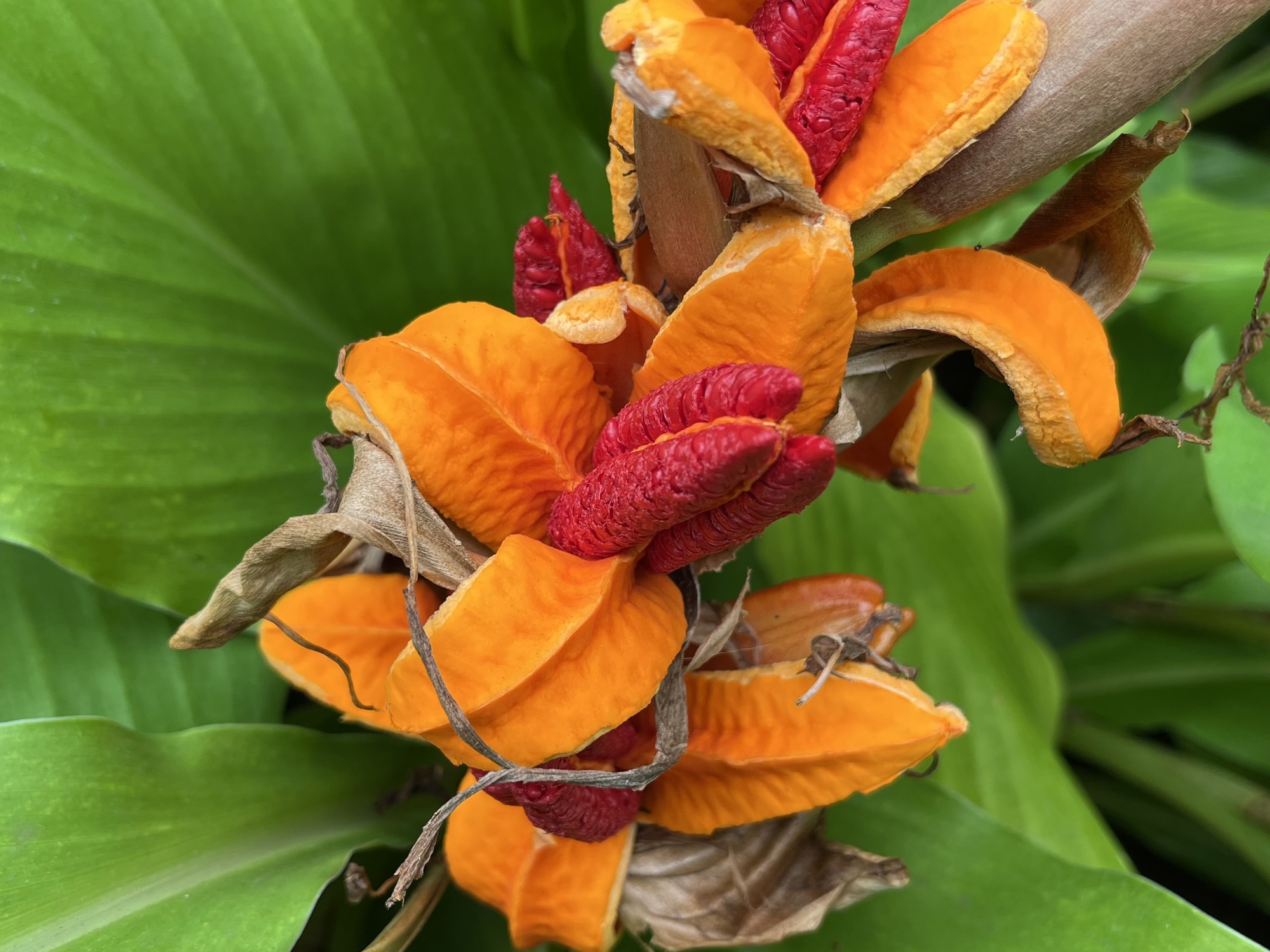 The image features a close-up view of a red and yellow ginger plant with vibrant green leaves behind it