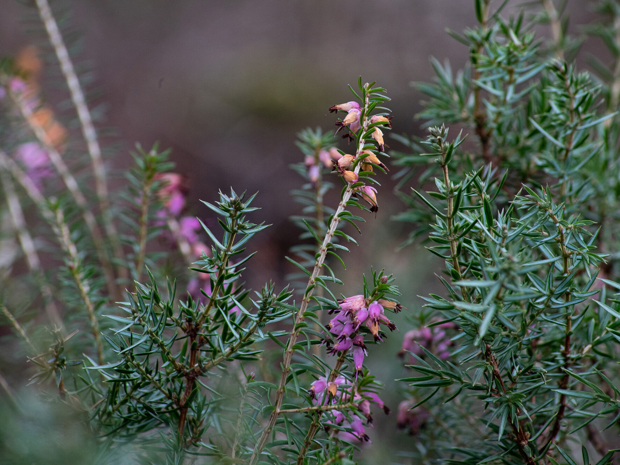 Close up of Erica Cinerea
