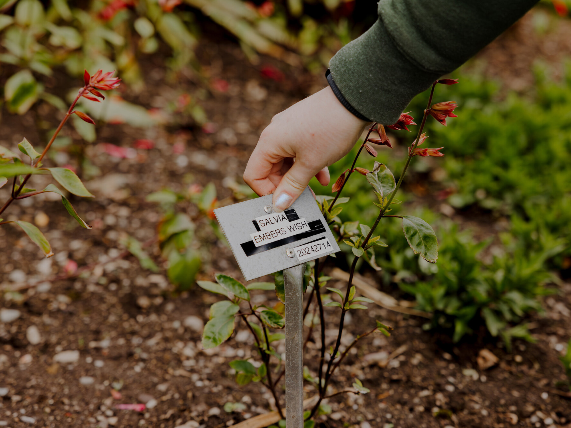 A horticulturists hand adjusts a sign of Salvia Embers Wish