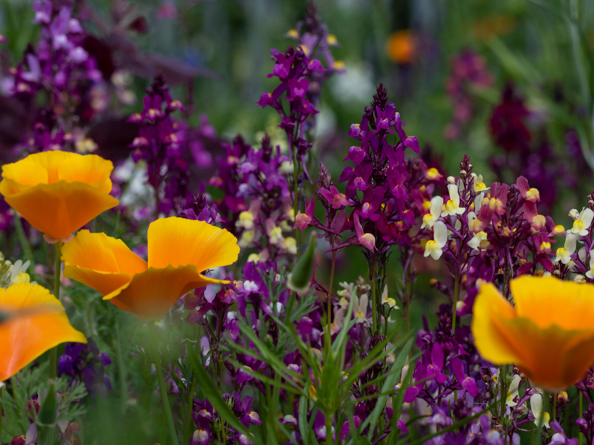 Wildflower seeds sown in Pictorial meadow including Eschschoizia californica (Californian Poppy) and Linaria maroccana (moroccan toadflax) flowers