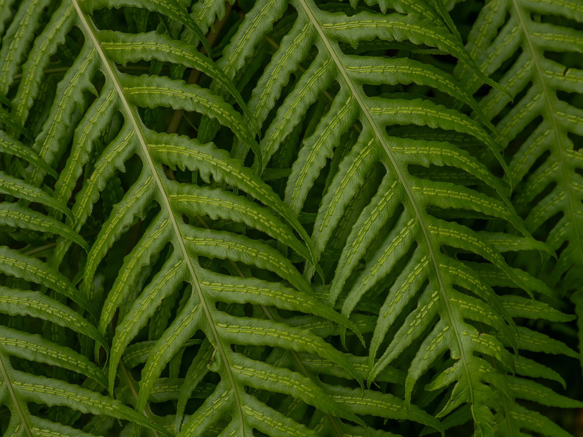 A close up of fresh green fern leaves