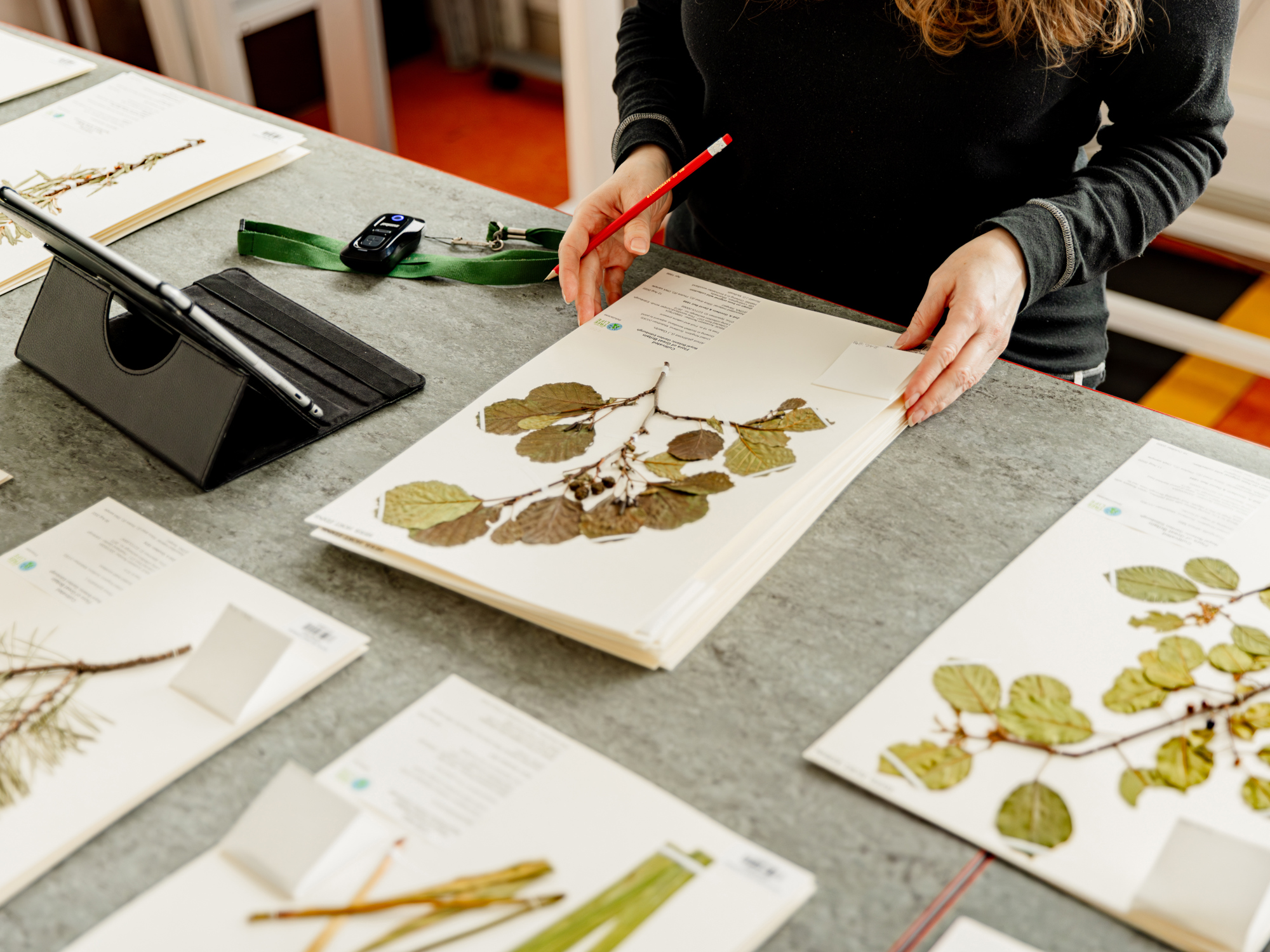 The image features bush of palm leaves with a tiger hiding behind them staring into the camera