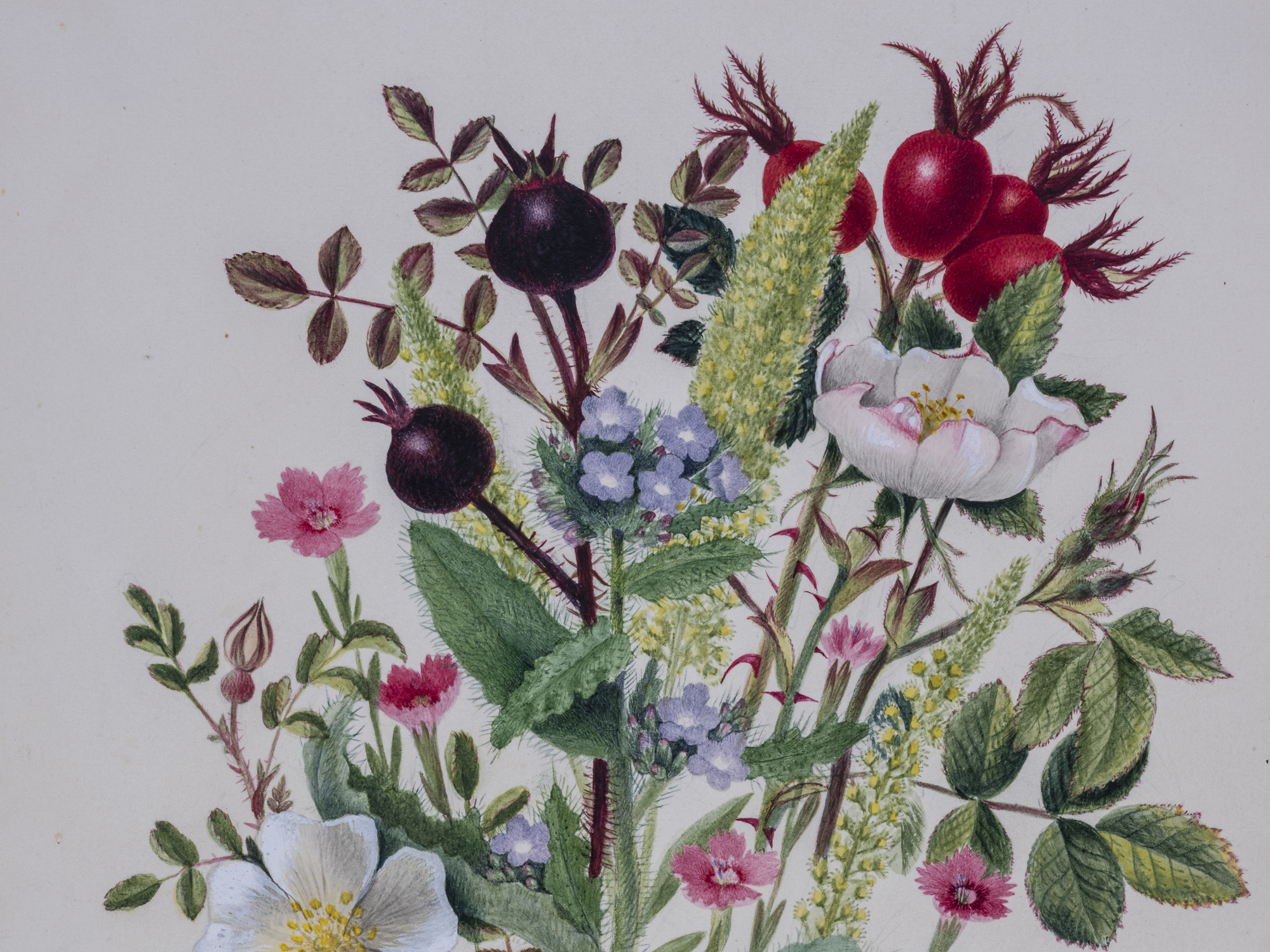 'Ladies Botany': Women Illustrators of Scottish Native Species