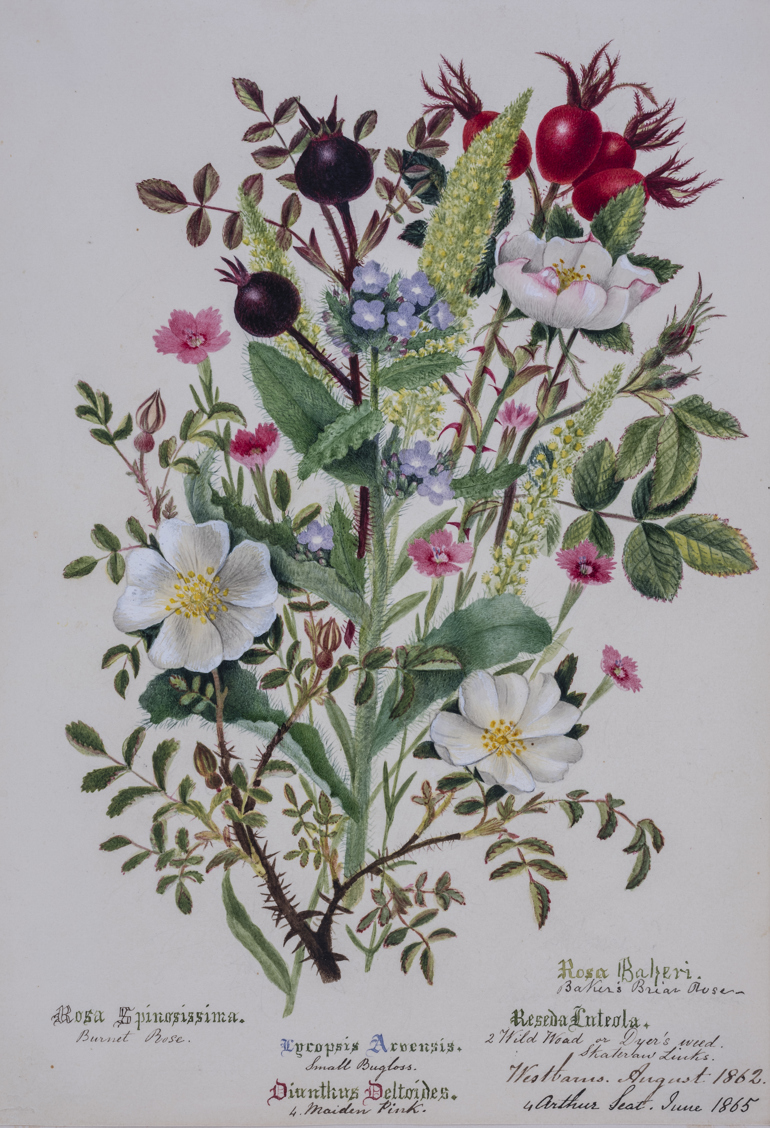'Ladies Botany': Women Illustrators of Scottish Native Species