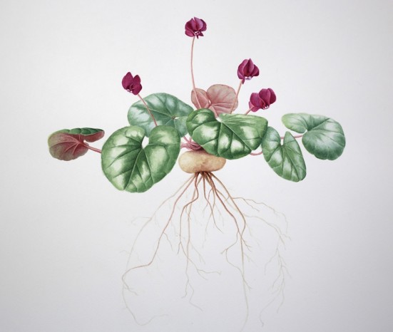 Painting of a cyclamen plants showing roots, green leaves and four dark pink flowers