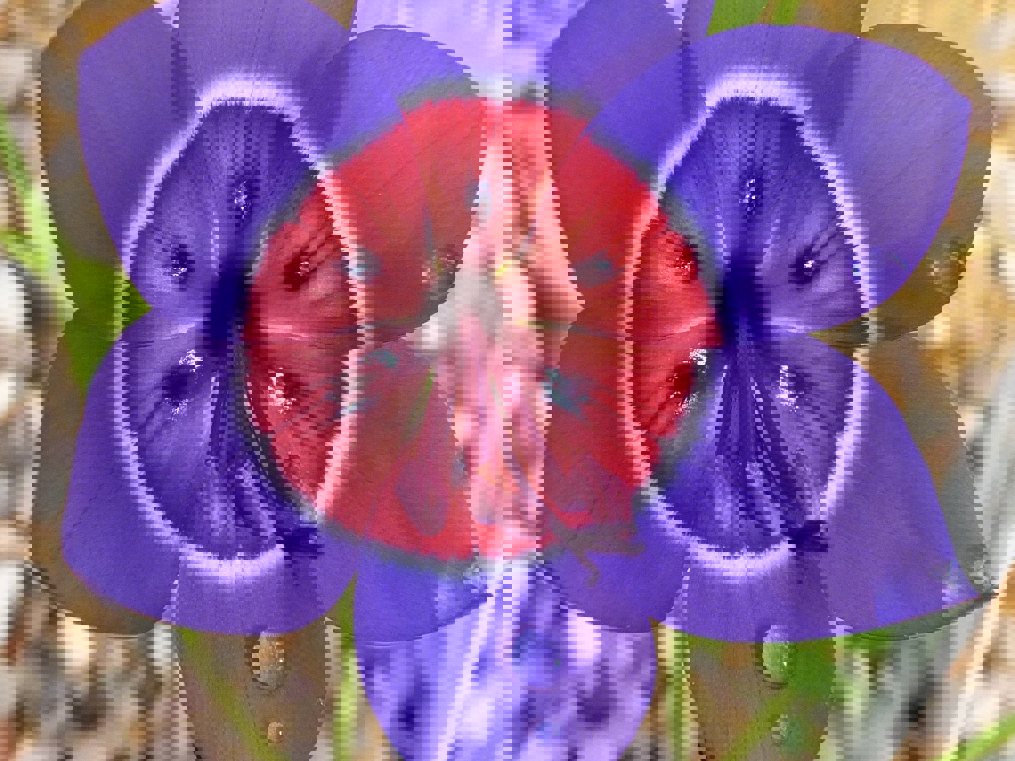 Bullseye pattern in Geissorhiza radians