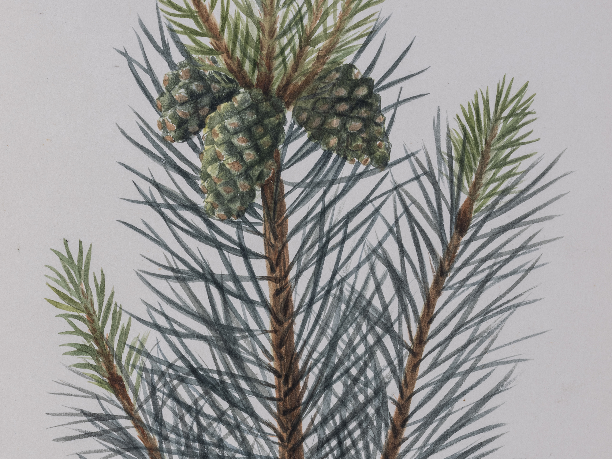 Scots Pine, Charlotte Cowan Pearson