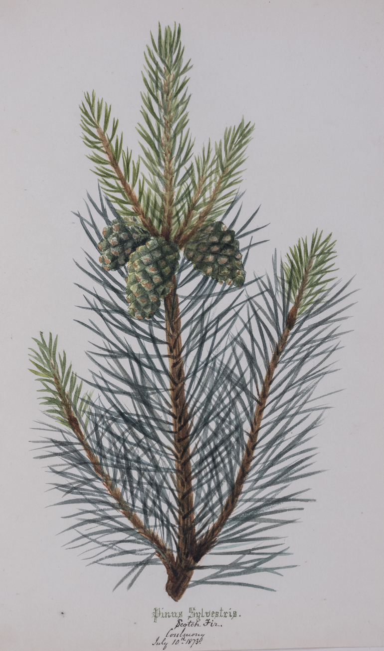 Scots Pine, Charlotte Cowan Pearson