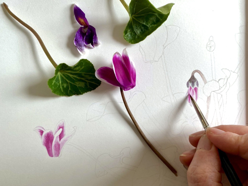 Cyclamen flower on a sheet of paper next to the beginning of a cyclamen illustration