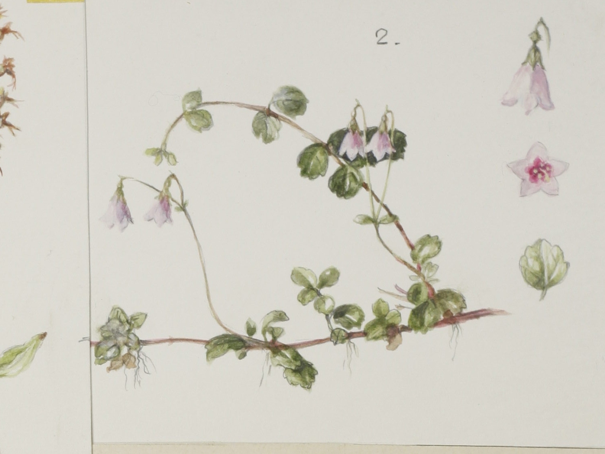 Twinflower, Mary McMurtrie