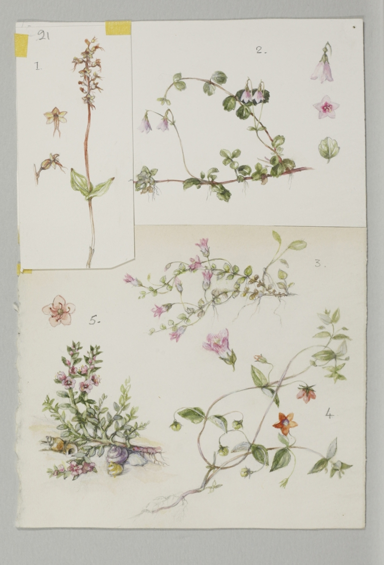 Twinflower, Mary McMurtrie