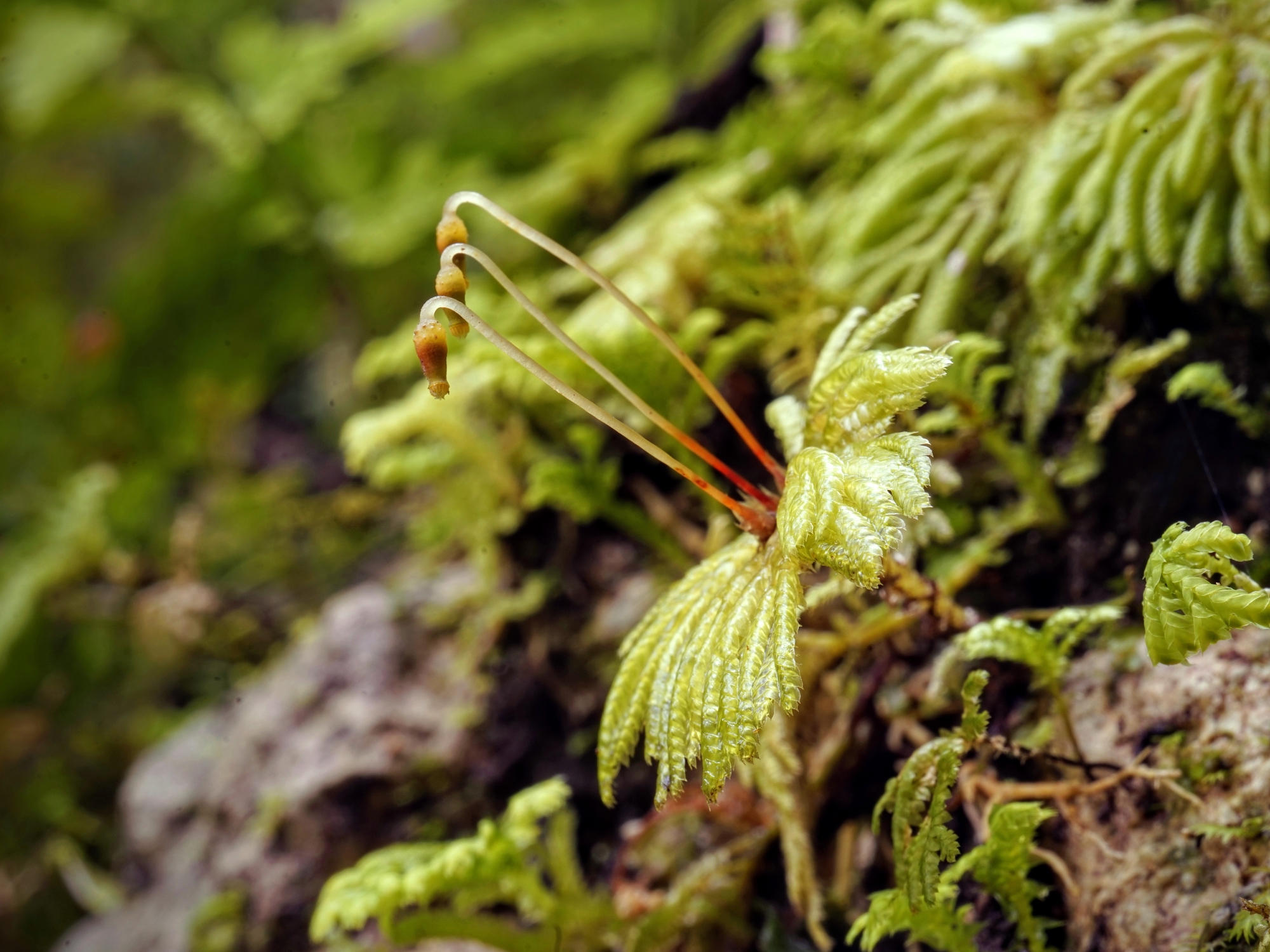 Bryophytes